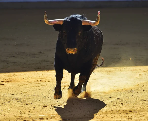 Spagnolo Toro Bullring — Foto Stock