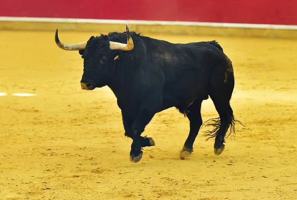 闘牛場ではスペイン牛 — ストック写真