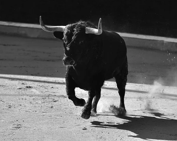 Spanischer Stier Der Stierkampfarena — Stockfoto