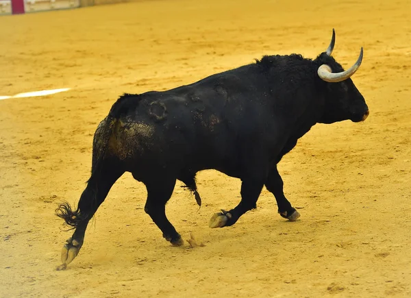 Toro Español Plaza Toros —  Fotos de Stock