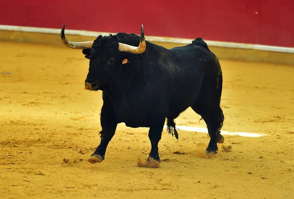 Touro Espanhol Tournée — Fotografia de Stock