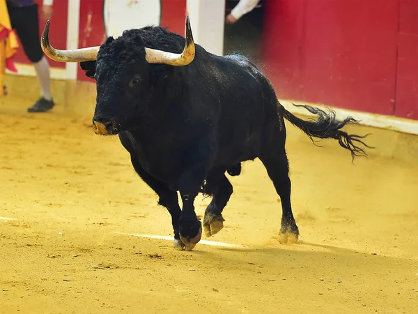 Spanischer Stier Der Stierkampfarena — Stockfoto