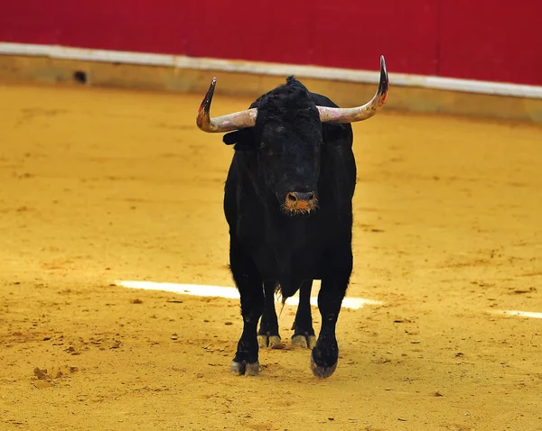 Toro Español Plaza Toros — Foto de Stock