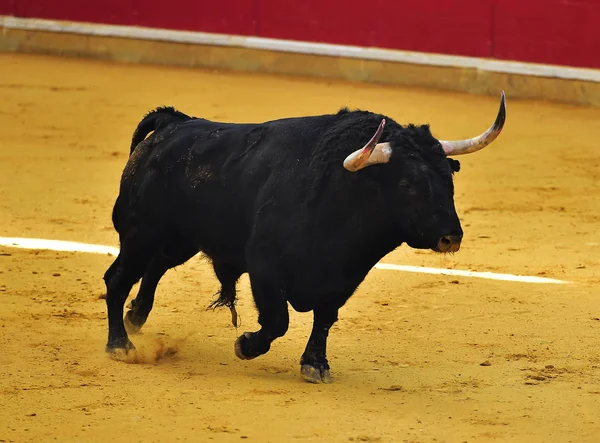 西班牙公牛在斗牛场 — 图库照片