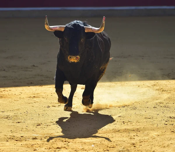 Stierkampf Spanien Mit Stier — Stockfoto