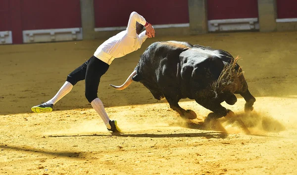 Býčí Zápasy Španělsku Bull — Stock fotografie