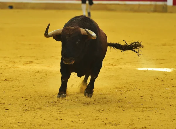 Bullfighting Espanha Com Touro — Fotografia de Stock