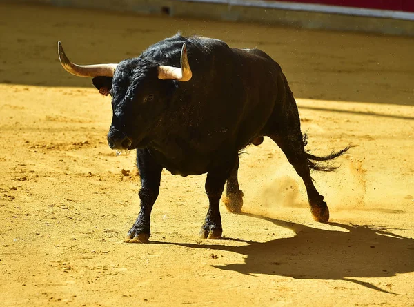 Tauromachie Espagne Avec Taureau — Photo