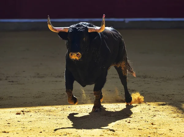 Tjurfäktning Spanien Med Bull — Stockfoto