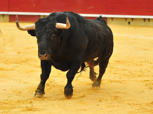 Tauromachie Espagne Avec Taureau — Photo