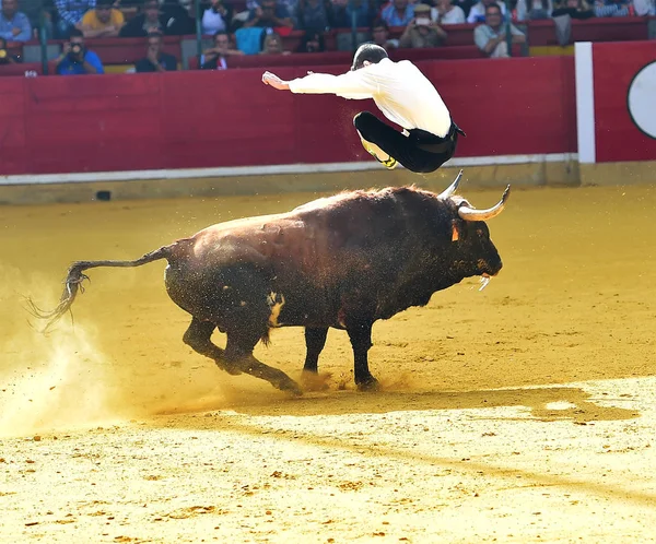 Corrida Spagna Con Toro — Foto Stock