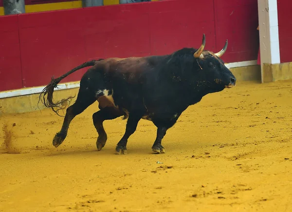 Tjurfäktning Spanien Med Bull — Stockfoto