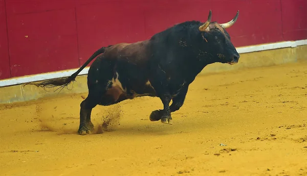 Toros España Con Toros — Foto de Stock