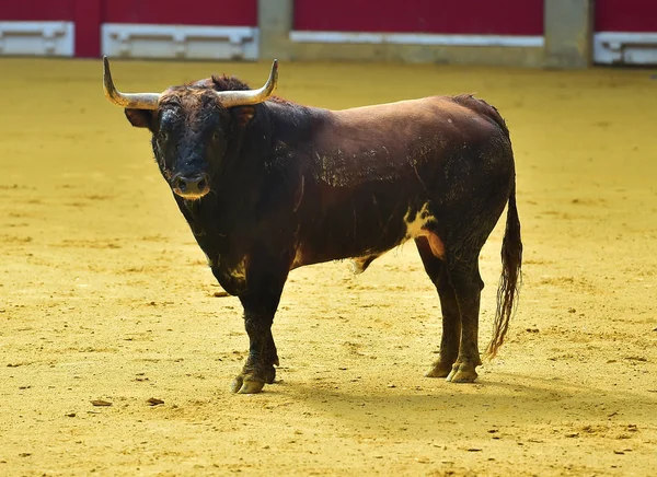 Bullfighting Espanha Com Touro — Fotografia de Stock