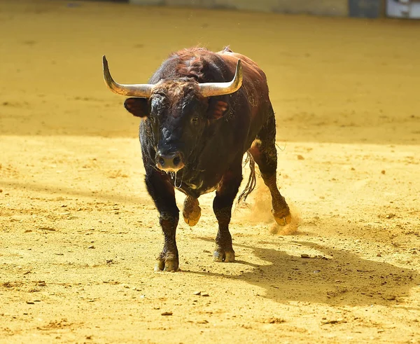 Bullfighting Espanha Com Touro — Fotografia de Stock