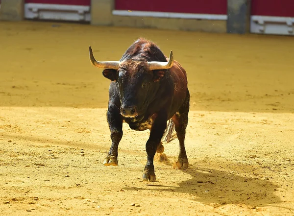 Býčí Zápasy Španělsku Bull — Stock fotografie