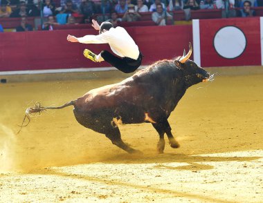 İspanya çalışan boğa