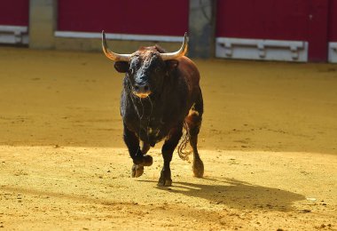 İspanya çalışan boğa