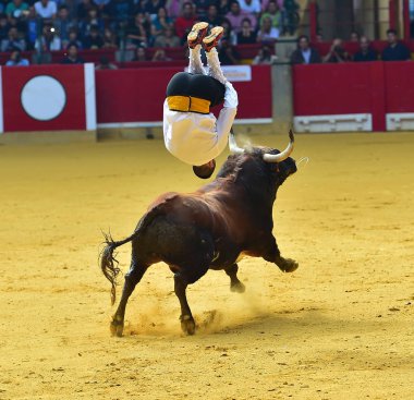 İspanya çalışan boğa