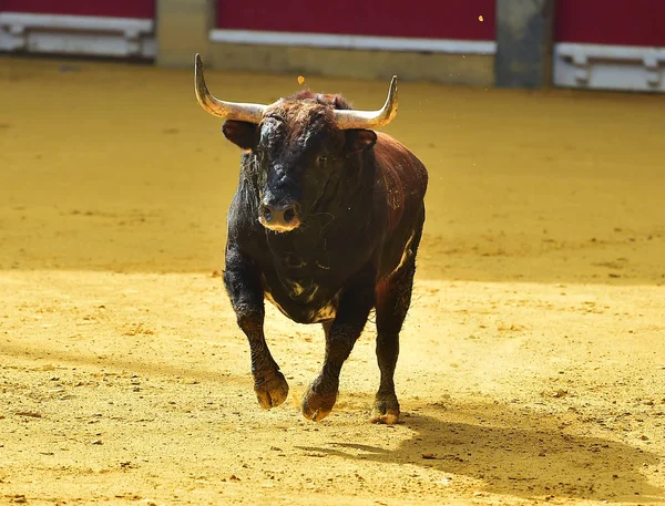 bull in spain running