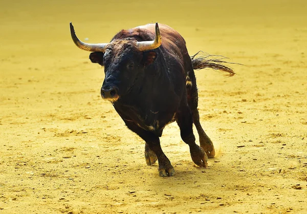 Toro España Corriendo — Foto de Stock