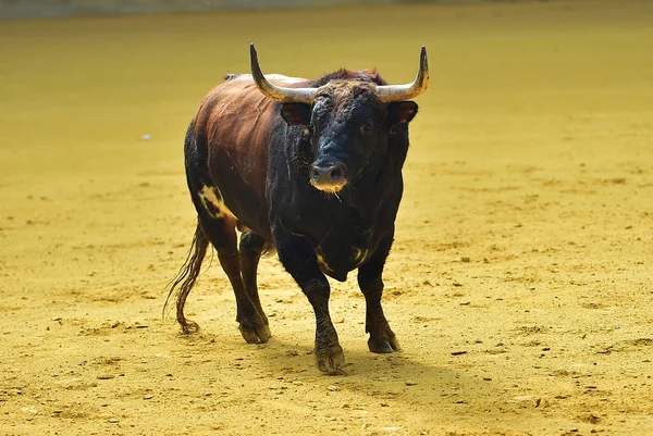 Bull Španělsku — Stock fotografie
