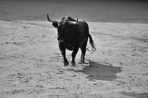 Toro España Corriendo — Foto de Stock