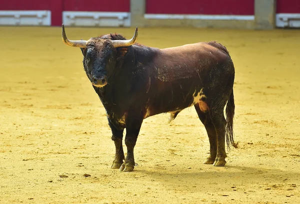 Tjuren Spanien Kör — Stockfoto