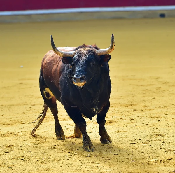 Touro Espanha Correndo — Fotografia de Stock