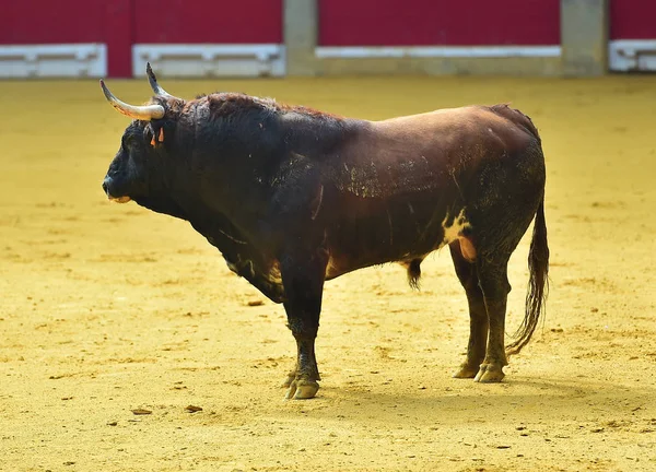 スペインを牛します — ストック写真