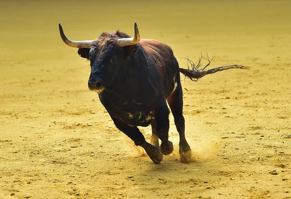 Bull Spain Running — Stock Photo, Image