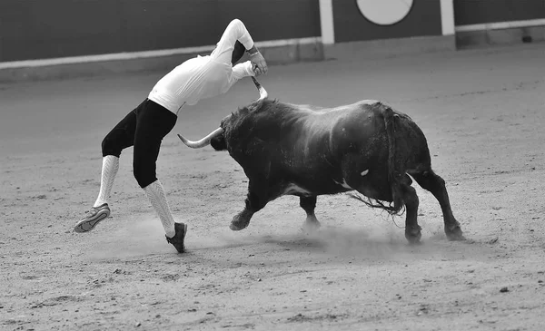 Tjuren Spanien Kör — Stockfoto