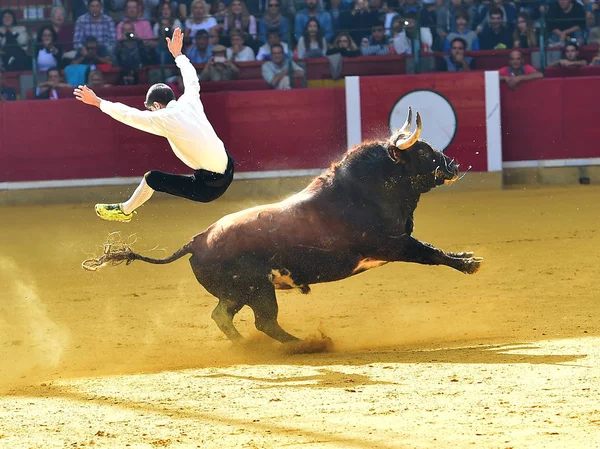 Touro Espanha Correndo — Fotografia de Stock