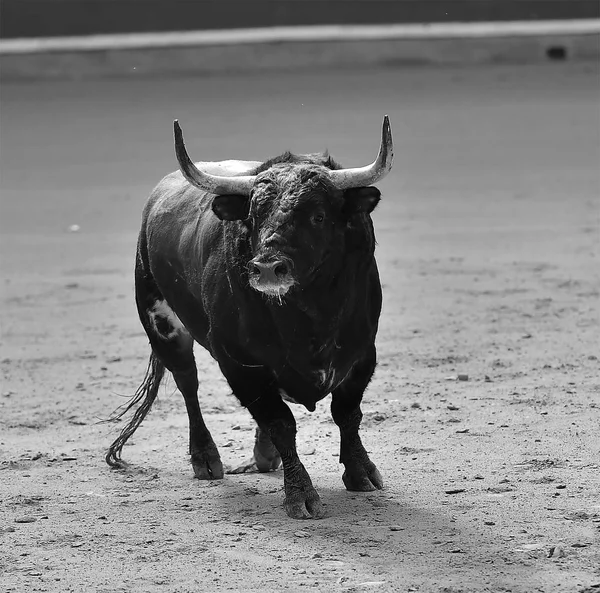 Bulle Läuft Spanien — Stockfoto