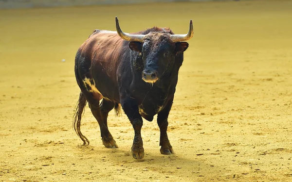 Bull Spain Running — Stock Photo, Image