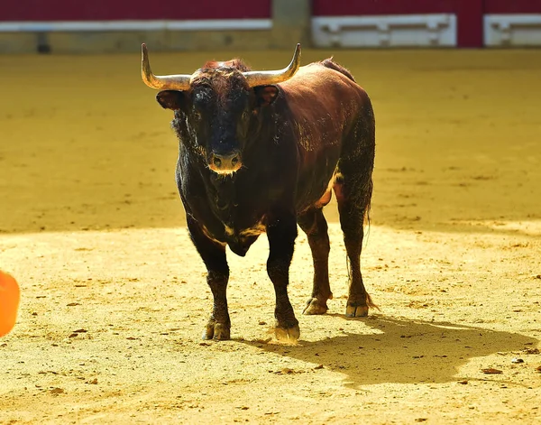 Touro Espanha Correndo — Fotografia de Stock