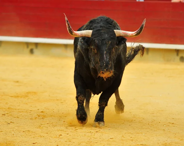 Tjuren Spanien Kör — Stockfoto