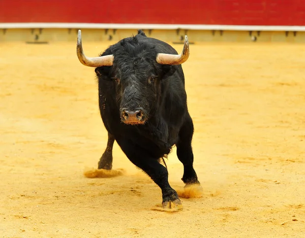 Bulle Läuft Spanien — Stockfoto