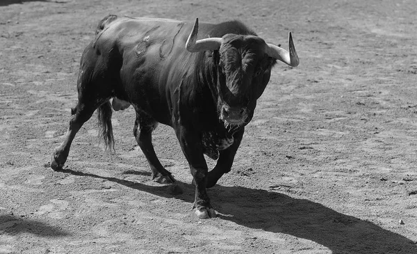 Taureau Espagne Avec Grandes Cornes — Photo