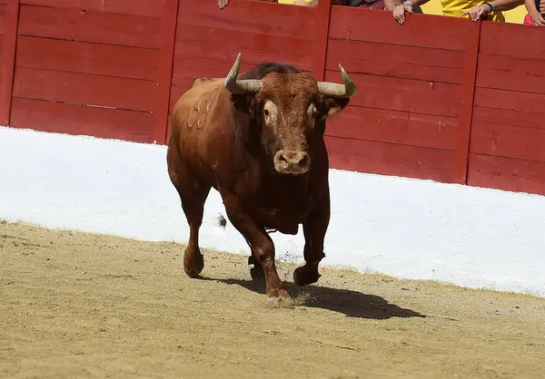 Toro España Con Cuernos Grandes —  Fotos de Stock