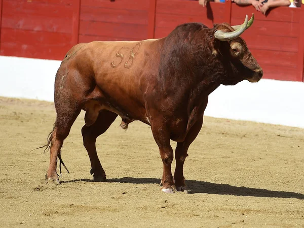 Bulle Spanien Mit Großen Hörnern — Stockfoto