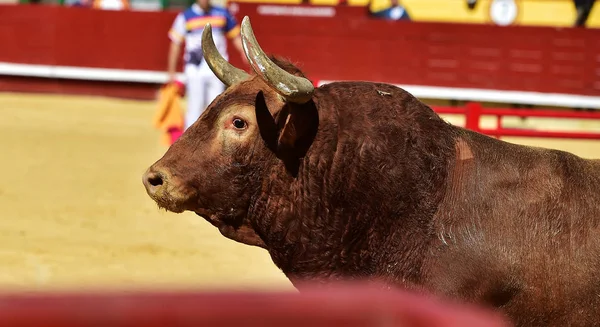 Nagy Szarv Spanyolországban Bika — Stock Fotó