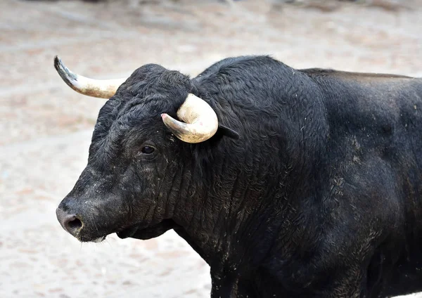 Tjuren Spanien Med Stora Horn — Stockfoto