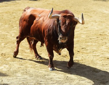 İspanya'ile büyük boynuzları boğa