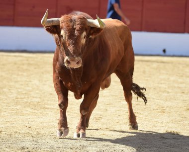 İspanya büyük boğa