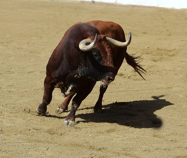 Big Bull Spain — Stock Photo, Image