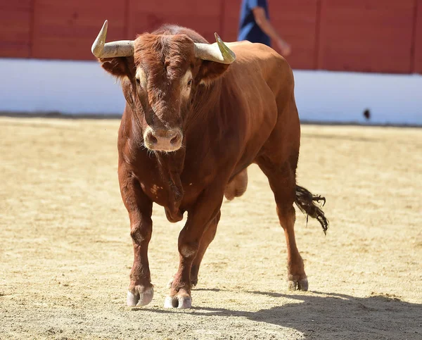 Toro Grande España — Foto de Stock