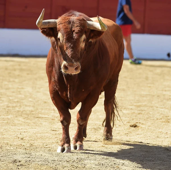 Stor Tjur Spanien — Stockfoto