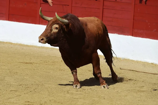 Toro Grande España —  Fotos de Stock