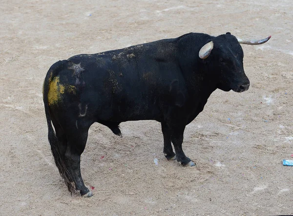 西班牙的大公牛 — 图库照片
